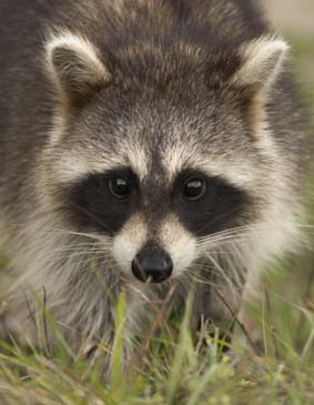 Raccoon - Sanibel Island, Florida