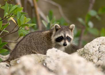 Wary Raccoon - Sanibel Island, Florida