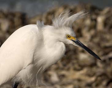 Snowy Egret Searching for Food - Sanibel Island, Florida