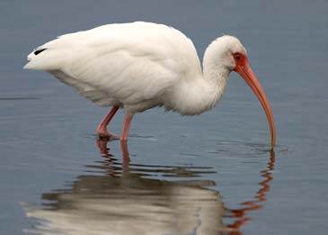 White Ibis - Sanibel Island, Florida