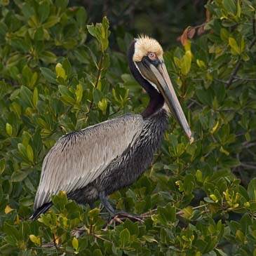 Brown Pelican - Sanibel Island, Florida