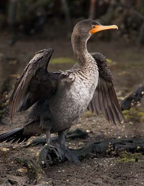Doubled-breasted Cormorant - Sanibel Island, Florida