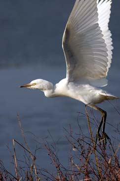 Snowy Egret Taking Off - Chincoteague Wildlife Refuge, Virginia