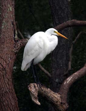 Great Egret Resting in Tree - Chincoteague Wildlife Refuge, Virginia