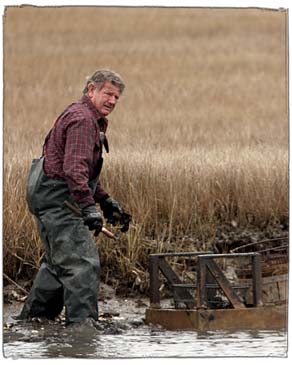 Local Man Collecting Oysters in Mud - Chincoteague Island, Virginia