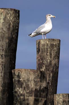 Gull on Piling - Chincoteague Island, Virginia