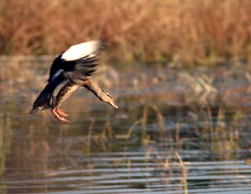 Mallard Hen - Chincoteague Wildlife Refuge, Virginia