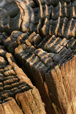 Old Fence Post - Chincoteague Wildlife Refuge, Virginia