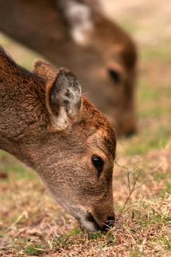 Sika Deer Grazing - Assateague Island, Maryland