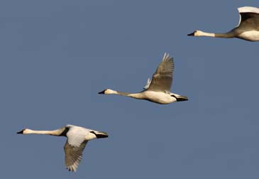 Snow Geese in Flight - Chincoteague Wildlife Refuge, Virginia