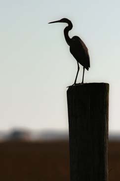 Silhoutte of Great Egret on Piling - Chincoteague Island, Virginia