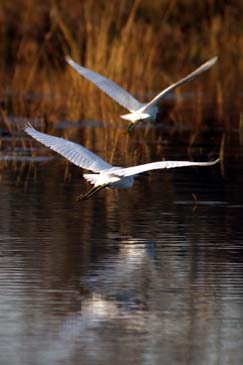 Snowy Egret in Flight - Chincoteague Wildlife Refuge, Virginia