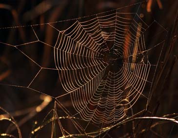 Dew-Covered Spider Web - Chincoteague Wildlife Refuge, Virginia