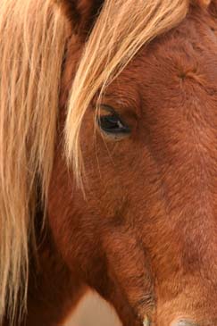 Wild Mustang Pony - Assateague Island, Maryland