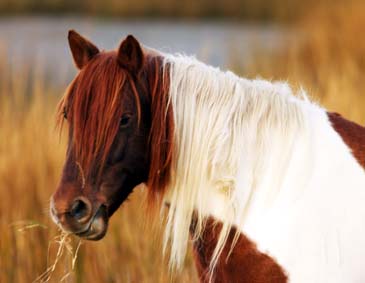 Wild Mustang Pony - Chincoteague Wildlife Refuge, Virginia