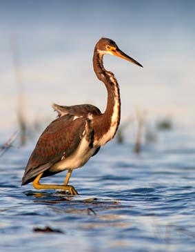 Tricolored Heron - Chincoteague Wildlife Refuge, Virginia