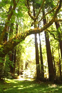 Muir Woods - Marin County, California
