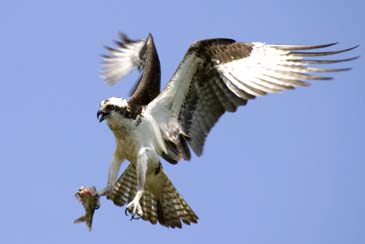 Osprey Returning to Nest - Blackwater Wildlife Refuge - Eastern Maryland