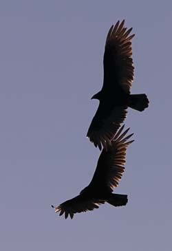 Turkey Vultures Soaring Above - Chincoteague Island, Virginia