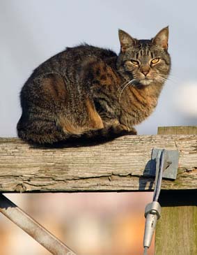 Feral Cat Resting on Utility Pole - Chincoteague Island, Virginia