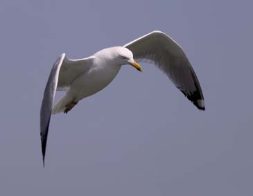 Yellow-legged Gull - Chincoteague Island, Virginia
