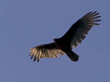 Turkey Vulture - Chincoteague Island, Virginia