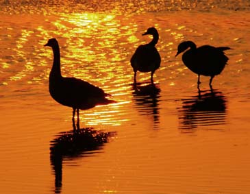 Geese Backlit By Setting Sun - Chincoteague Wildlife Refuge, Virginia