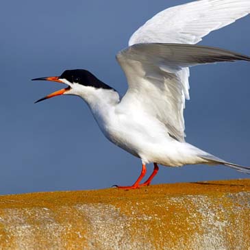 Common Tern - Early Morning Light - Chincoteague Island, Virginia