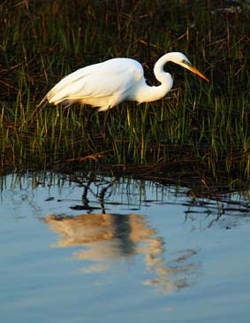 Great Egret Fishing in Marsh - Chincoteague Wildlife Refuge, Virginia