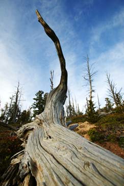 Dead Bristlecone Pine - Bryce Canyon National Park, Utah