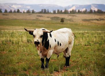 Bull - Southwestern Utah