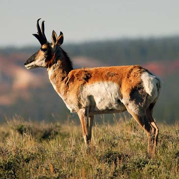 Pronghorn Antelope - Southwestern Utah