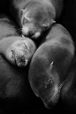 Sleepy Sea Lion Pups - San Francisco, California