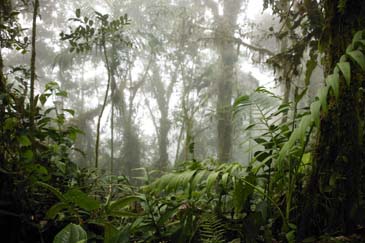 Clouds Consuming the Forest - Bellavista Cloud Forest, Ecuador