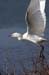 Snowy Egret Taking Off - Chincoteague Wildlife Refuge, Virginia