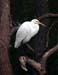 Great Egret Resting in Tree - Chincoteague Wildlife Refuge, Virginia