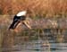 Mallard Hen - Chincoteague Wildlife Refuge, Virginia