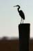 Silhoutte of Great Egret on Piling - Chincoteague Island, Virginia