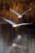 Snowy Egret in Flight - Chincoteague Wildlife Refuge, Virginia