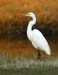 Great Egret - Early Morning Light - Chincoteague Wildlife Refuge, Virginia