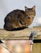 Feral Cat Resting on Utility Pole - Chincoteague Island, Virginia