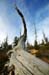 Dead Bristlecone Pine - Bryce Canyon National Park, Utah