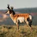 Pronghorn Antelope - Southwestern Utah