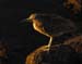 Immature Black-Crowned Night Heron - San Francisco, California