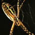 Black and Yellow Argiope Spider - Sterling, Virginia