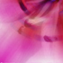 Blurred Flower - Studio