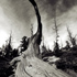 Dead Bristlecone Pine - Black and White - Bryce Canyon National Park, Utah
